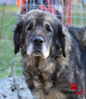 Ράτσα: Άγνωστο - Ημίαιμο | Ηλικία: 5+ | Φύλο: Θηλυκό | Αρ. Microchip: 0000000000000000 | Ημίαιμο | Περιοχή: Νεάπολη Συκεές, Θεσσαλονίκη